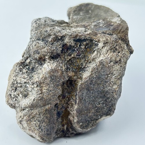 Tenontosaurus vertebra - tenontosaurus,