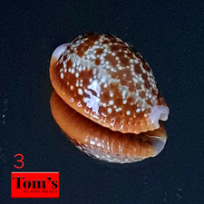 Cypraea helvola f. sumbaensis #3 21,4 mm BELLEZZA GEMMA SQUISITA dall'Indonesia