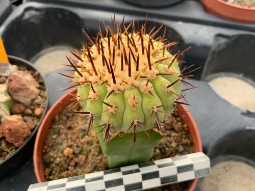 346 copiapoa columna alba - copiapoa, columna-alba