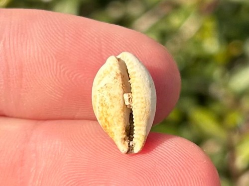Francia gastropode fossile
