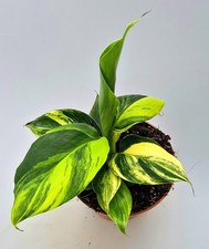 Bellissima Musa Aurea