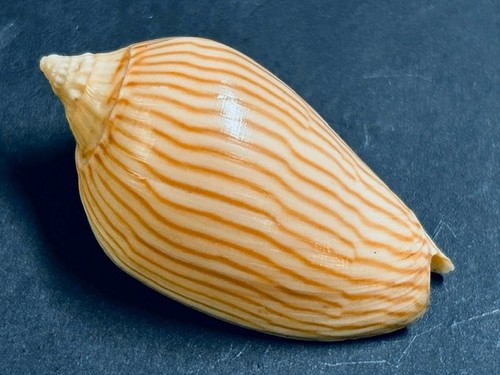 Voluta amoria lineatina golden - amoria,
