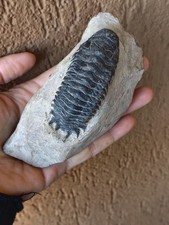Fossili * GRANDE TRILOBITE Crotalocephalus *