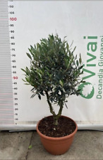 ALBERO DI ULIVO CIPRESSINO