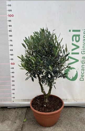 Albero ulivo cipressino - ulivo,