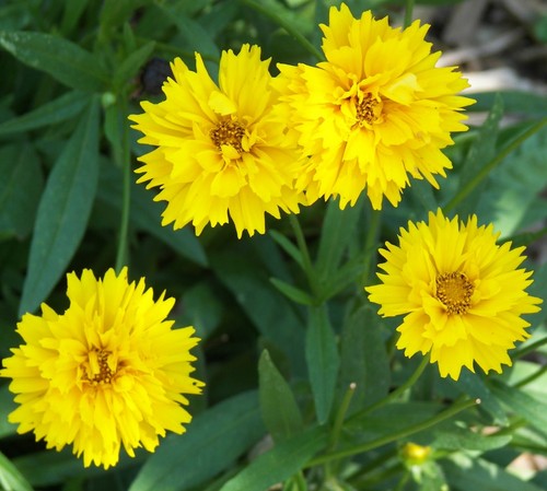 Coreopsis alba precoce - alba,