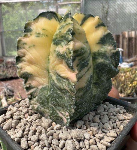 Astrophytum myriostigma