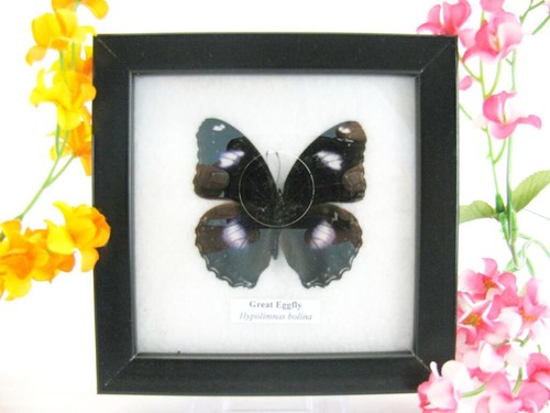 Great eggfly vera farfalla - -,
