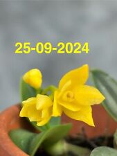 Sophronitis Cernua Aurea