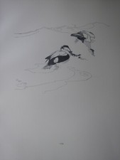 Stampa Di Uccelli Talbot Kelly