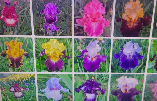 Iris germanica mix de - x,