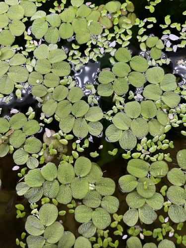Pianta acquario salvinia - acquario,