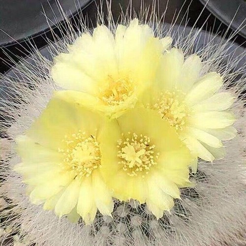 Notocactus scopa teste