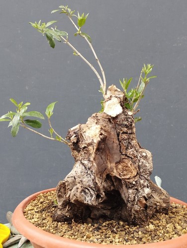 Bonsai olivastro 30x25cm - bonsai,
