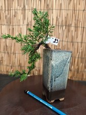 Bonsai di Ginepro Kiushu h