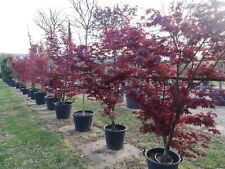 Acero rosso giapponese Acer