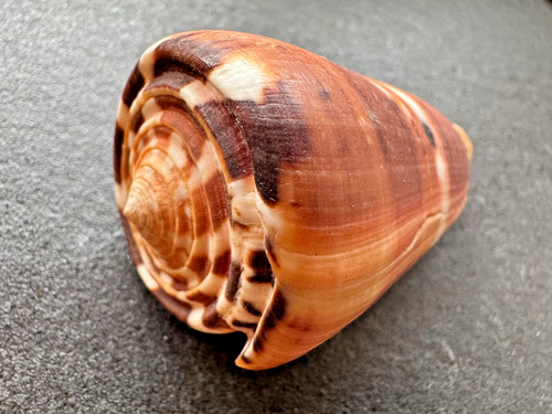 Conus barthelemyi riunione - conus,