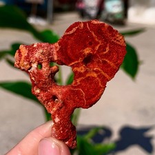 Campioni minerali marini