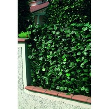 Arella Siepe Sintetica Finta