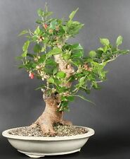 MORUS ALBA, GELSO BIANCO, 20