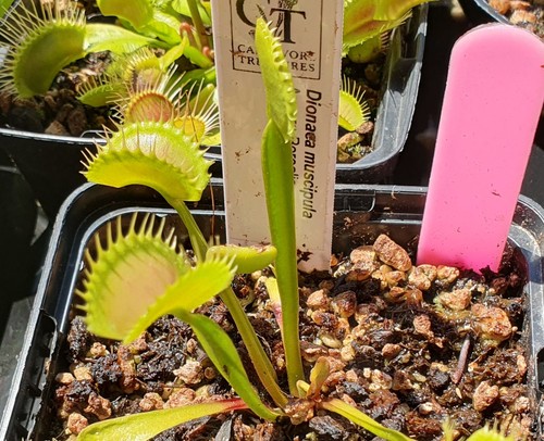Dionaea muscipula aurora - dionaea,