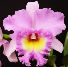 Cattleya rlc mahina - rlc., yahiro