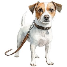 2 adesivi Jack Russell Terrier
