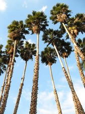 Pianta palma washingtonia - palma,