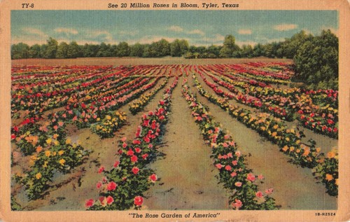 Cartolina rose garden - cartolina, of