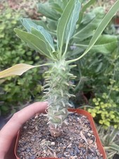 Euphorbia longetubercolosi