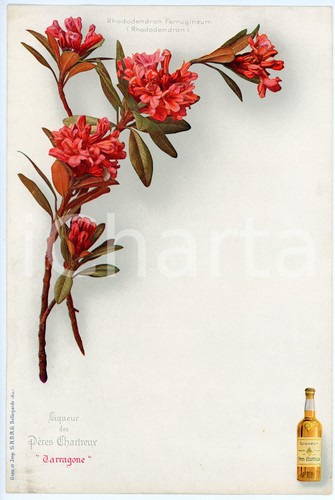 1920 tarragone liqueur des - liqueur,