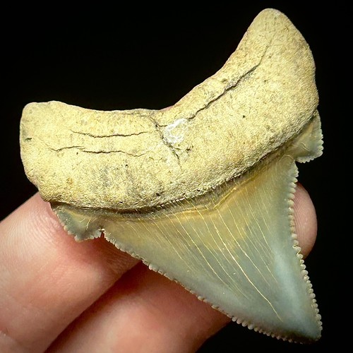 Otodus angustidens dente - 1,89",