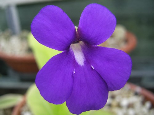 Pinguicula sumidero ii - sp.,