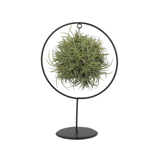 Kentis tillandsia ionantha - -,