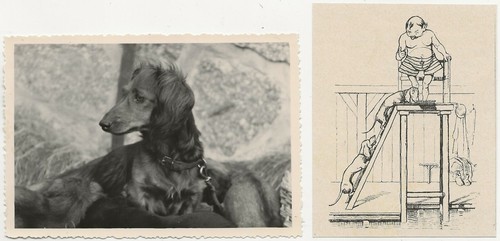 419 foto bassotto cane - 71/419, +