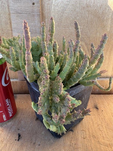 Euphorbia flanagannii cactus - euphorbia,