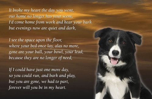 Border collie cane lutto - border,