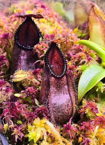 Nepenthes hamata medium rare - medium,
