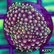 Item#A3370SP3370(S) WYSIWYG