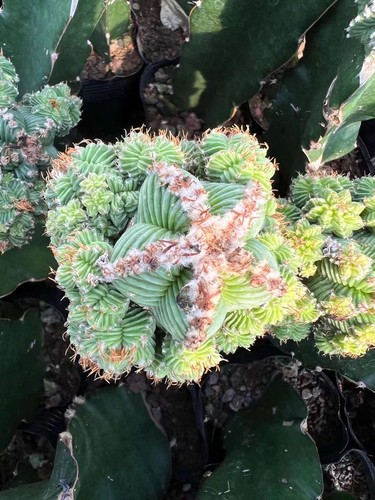 Rara pianta succulenta