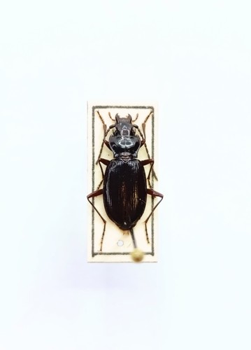 Entomology taxidermy - taxidermy,