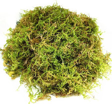 Muschio Secco Artificiale