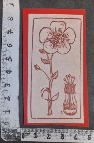 Wunderkammer exlibris 381 - wunderkammer,