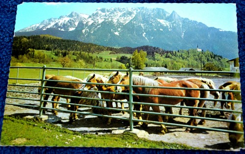 53462 cavalli corse - 53462, ak