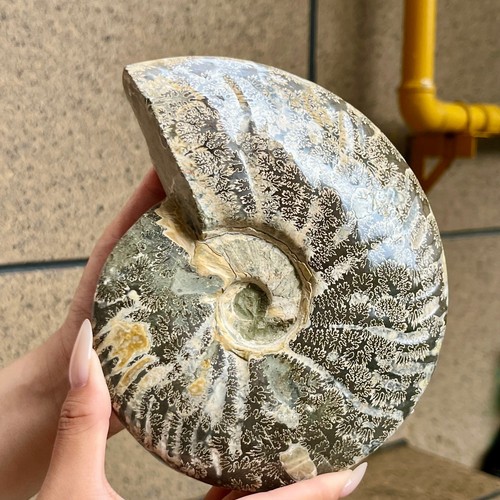 Ammonite lucida libbre - ammonite, 3,1