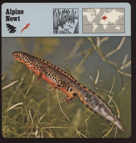 Carte safari alpine newt - carte,