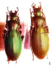 Carabidae CARABINAE Carabus