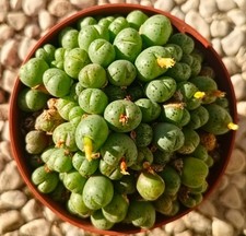 Conophytum pot10