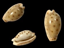 Cypraea, Naria macandrewi