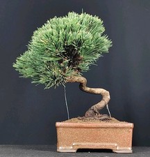 BONSAI Pinus thunbergii